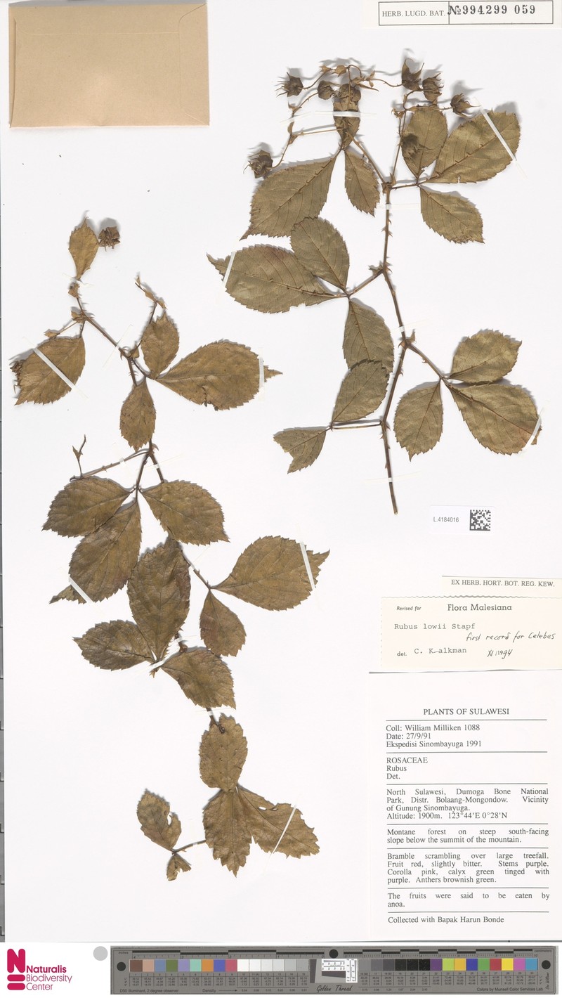 Rubus lowii