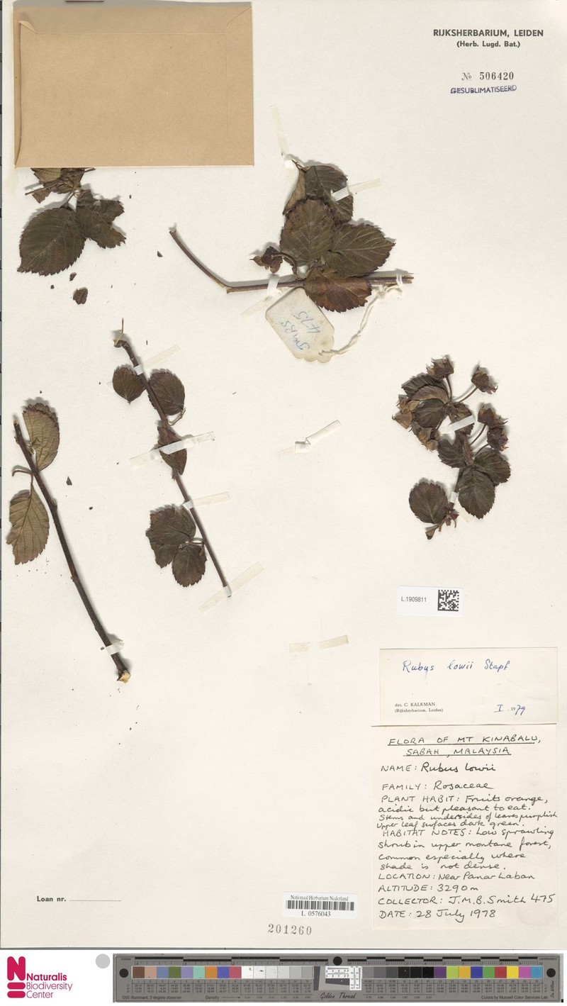 Rubus lowii photo 2