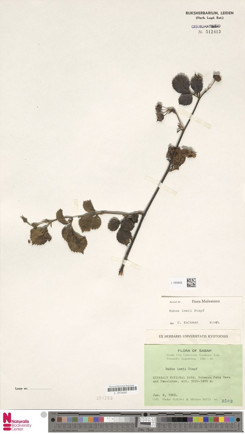Rubus lowii photo 3