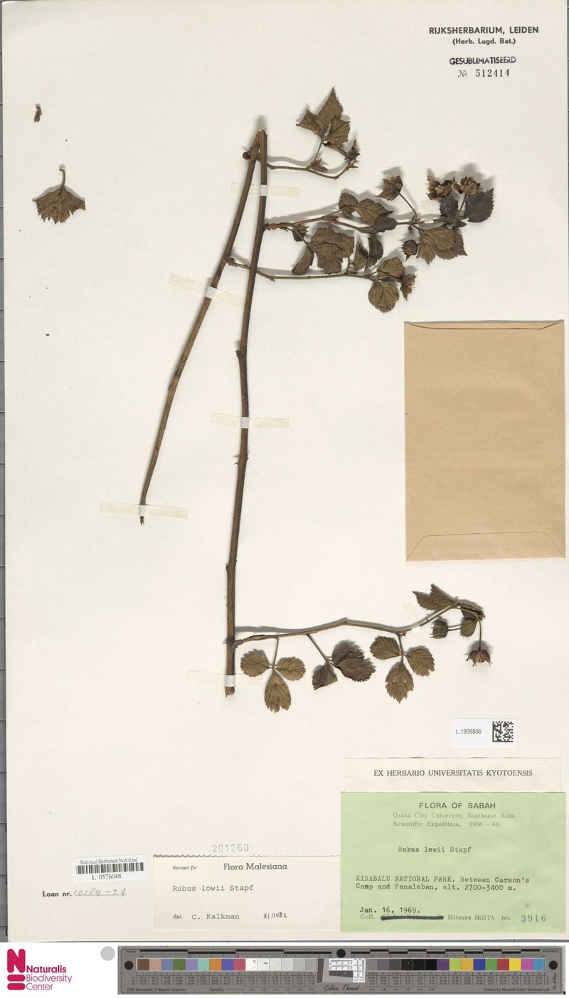 Rubus lowii photo 4
