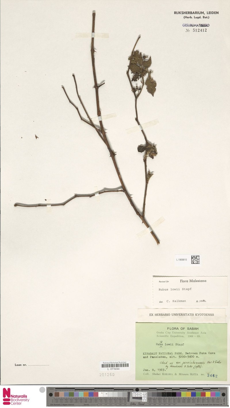 Rubus lowii photo 5