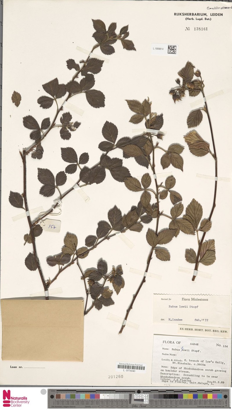 Rubus lowii photo 6