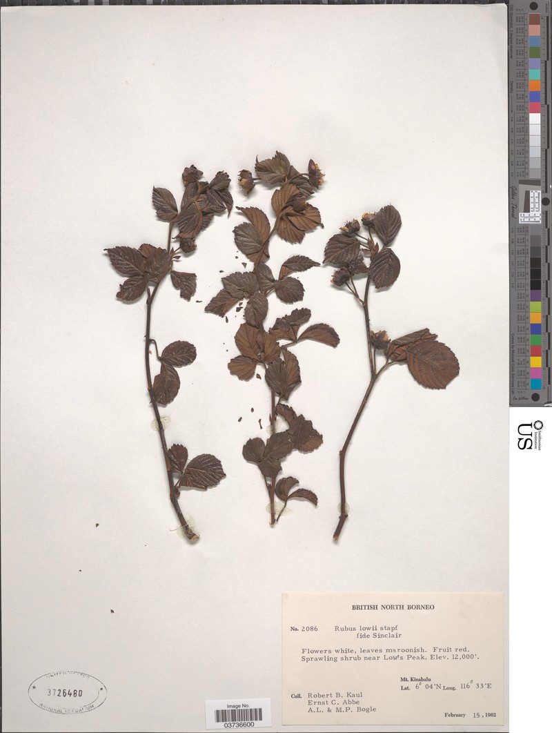 Rubus lowii photo 7