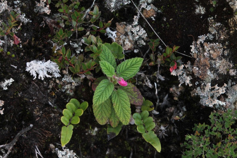 Rubus loxensis photo 2