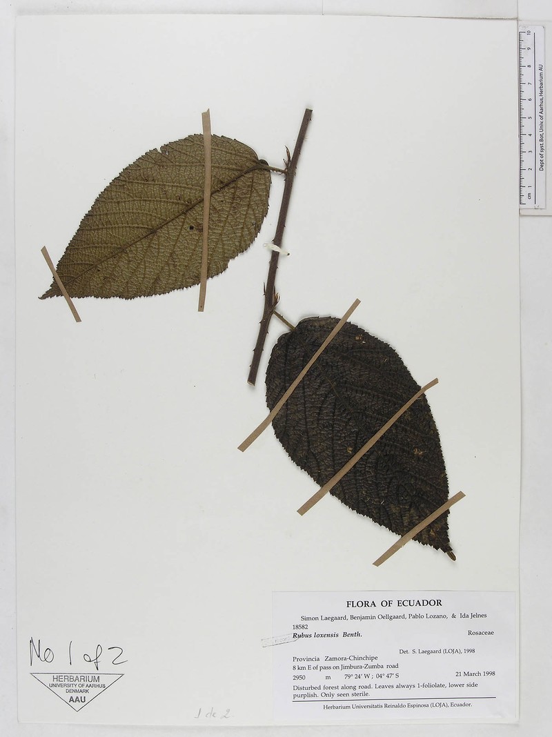 Rubus loxensis photo 3