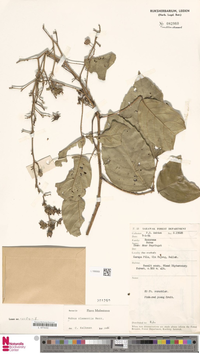 Rubus lucens photo 2