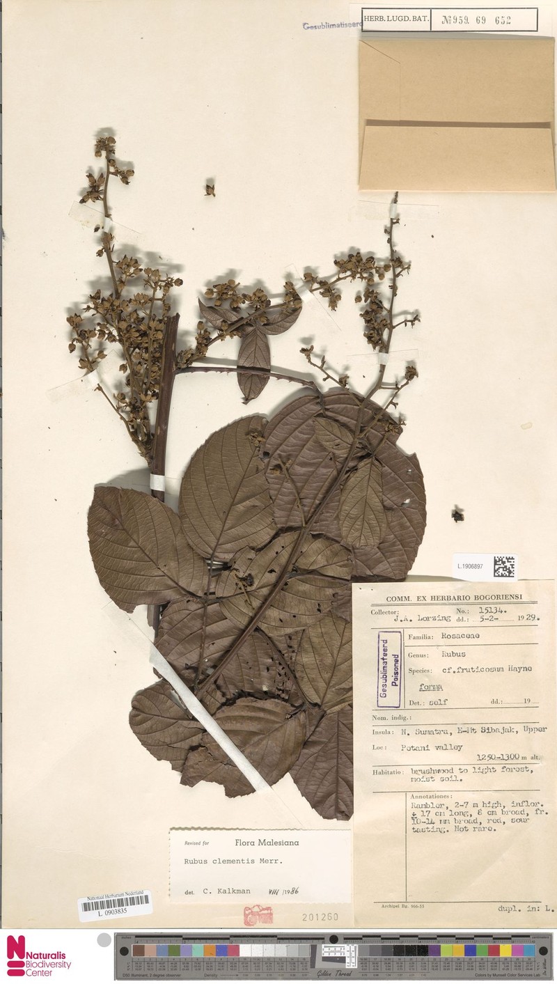 Rubus lucens photo 5