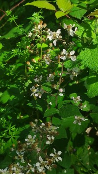 Rubus lucensis