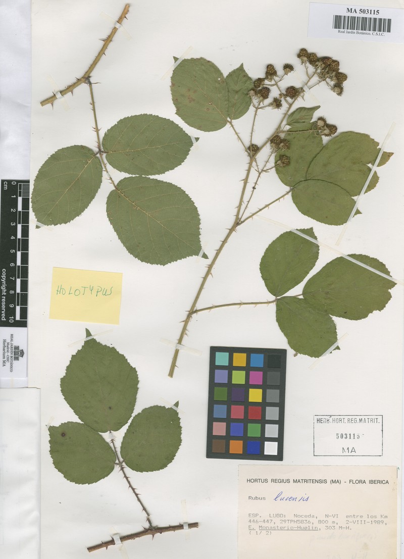 Rubus lucensis photo 2