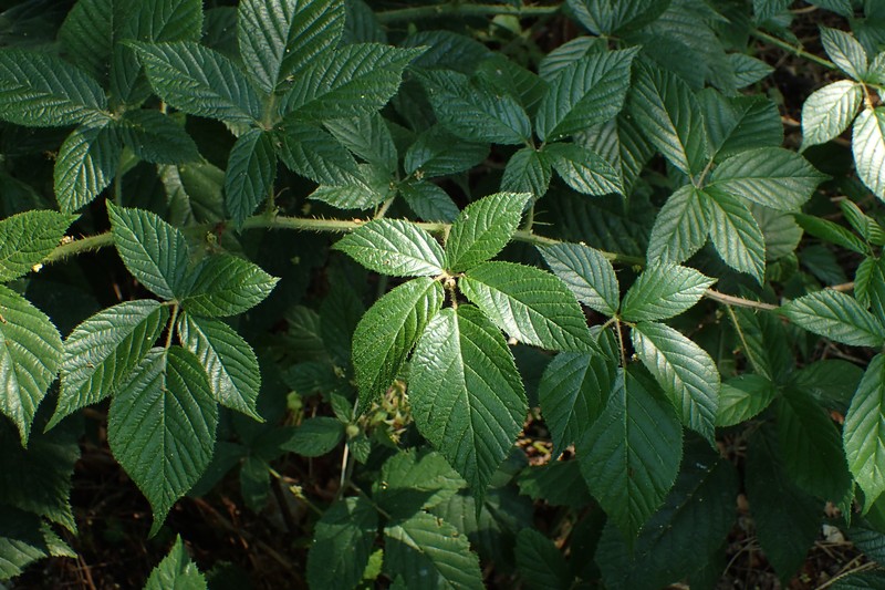 Rubus lucentifolius