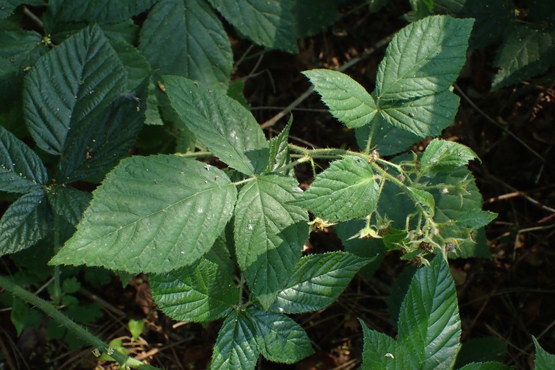 Rubus lucentifolius photo 2