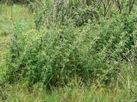 Rubus ludwigii