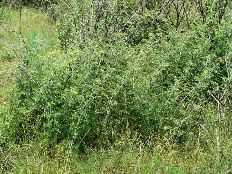 Rubus ludwigii