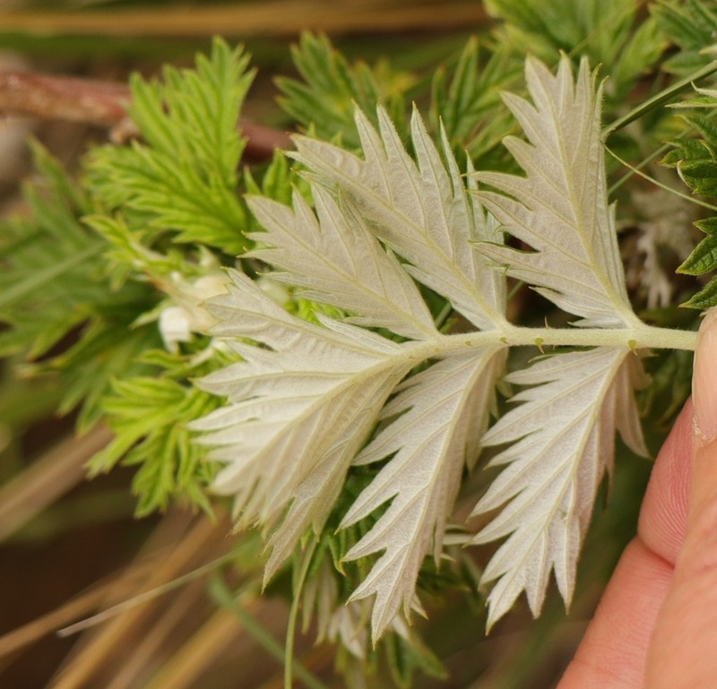 Rubus ludwigii photo 3