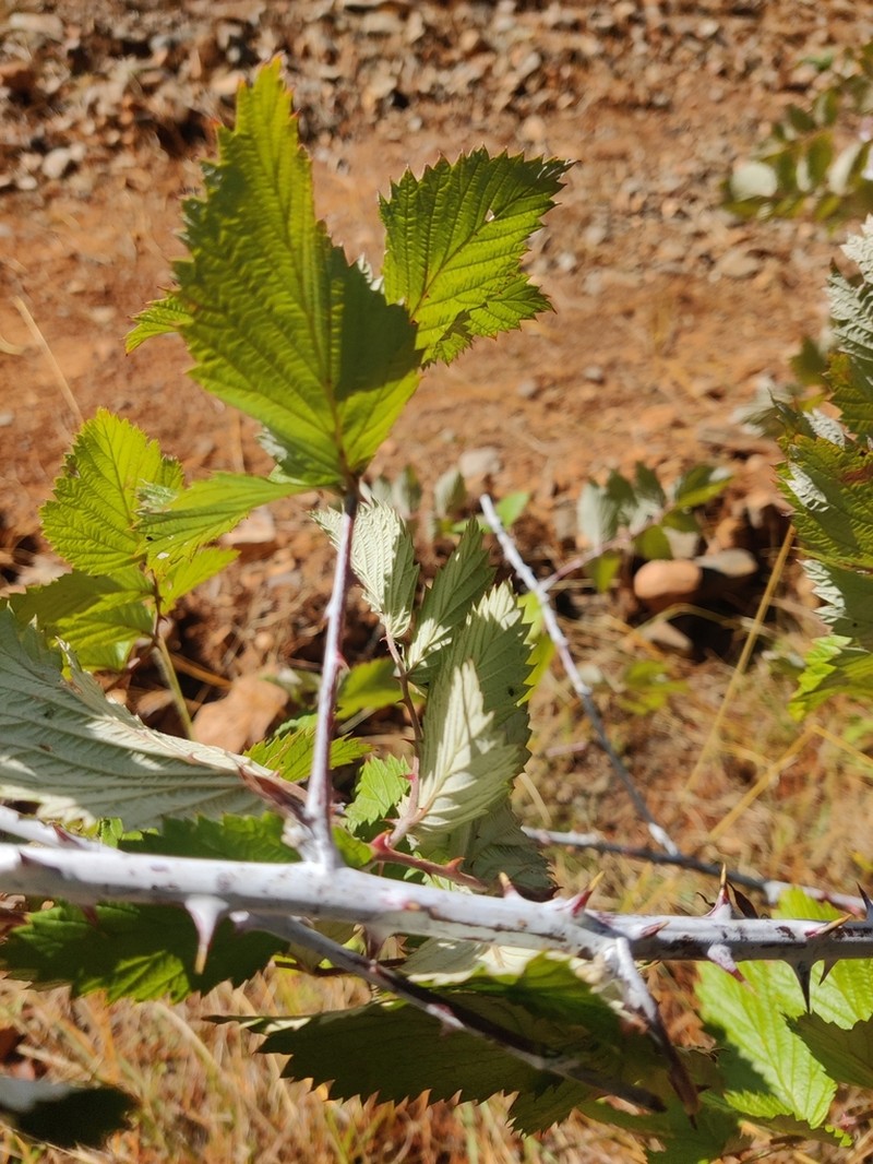 Rubus ludwigii photo 4