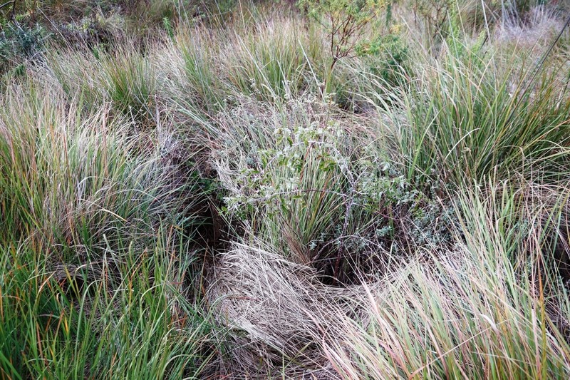 Rubus ludwigii photo 5