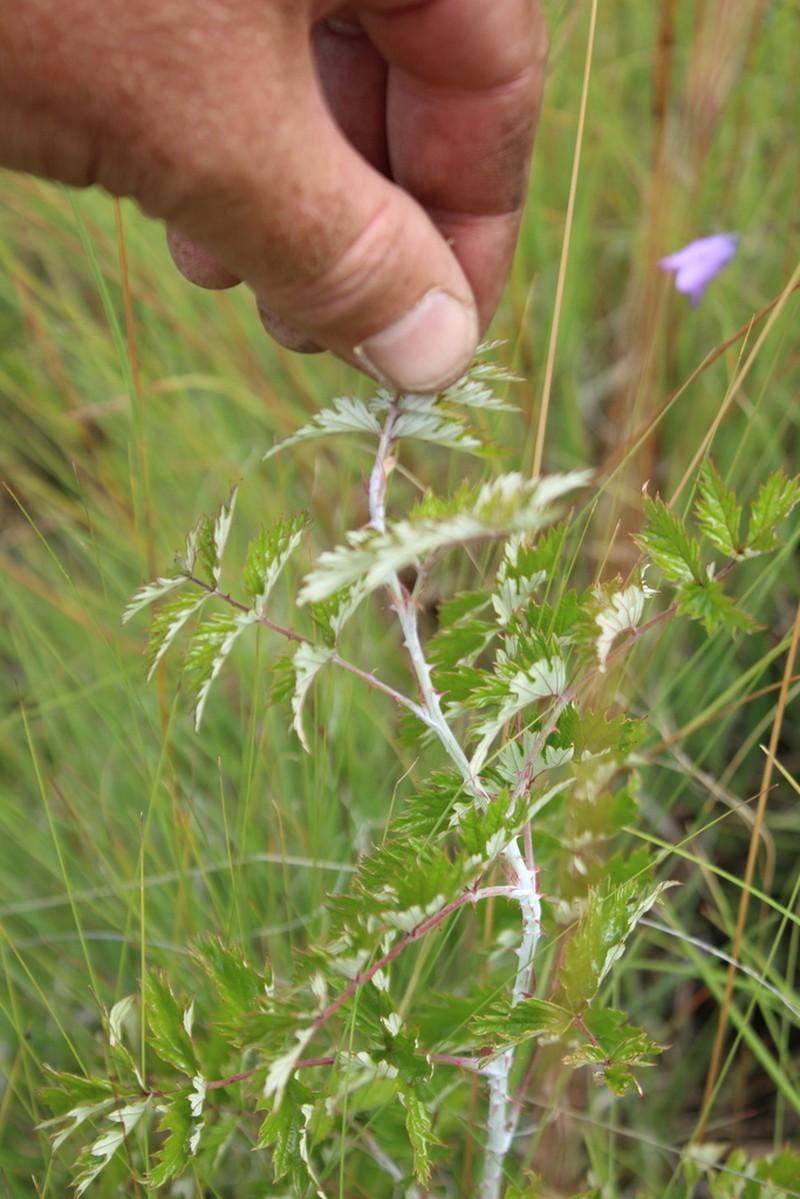 Rubus ludwigii photo 6