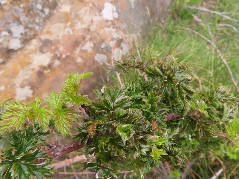 Rubus ludwigii photo 7
