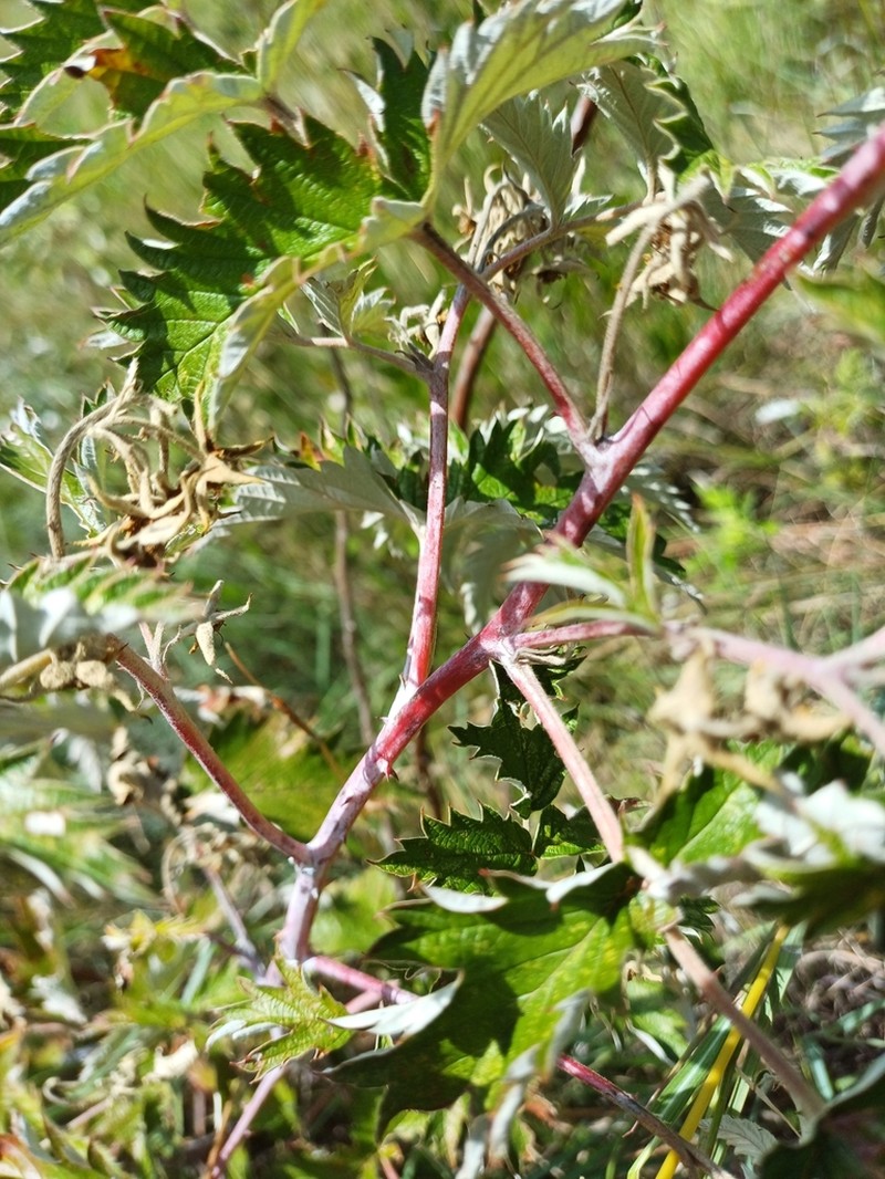 Rubus ludwigii photo 8