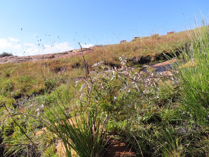 Rubus ludwigii subsp. ludwigii