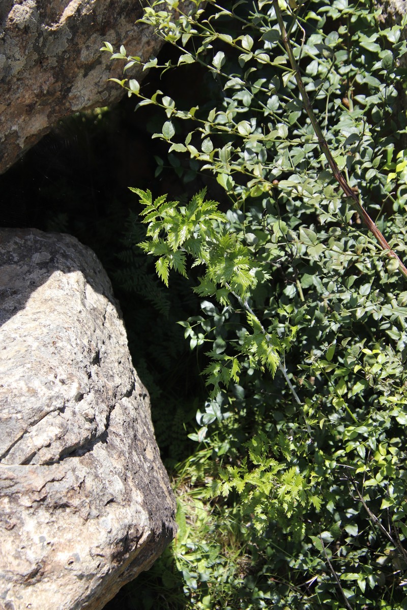 Rubus ludwigii subsp. ludwigii photo 2