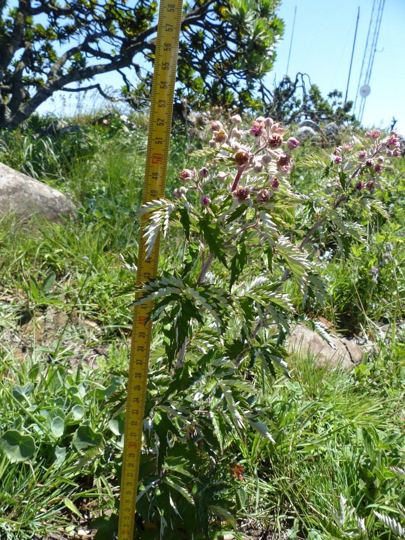 Rubus ludwigii subsp. ludwigii photo 4