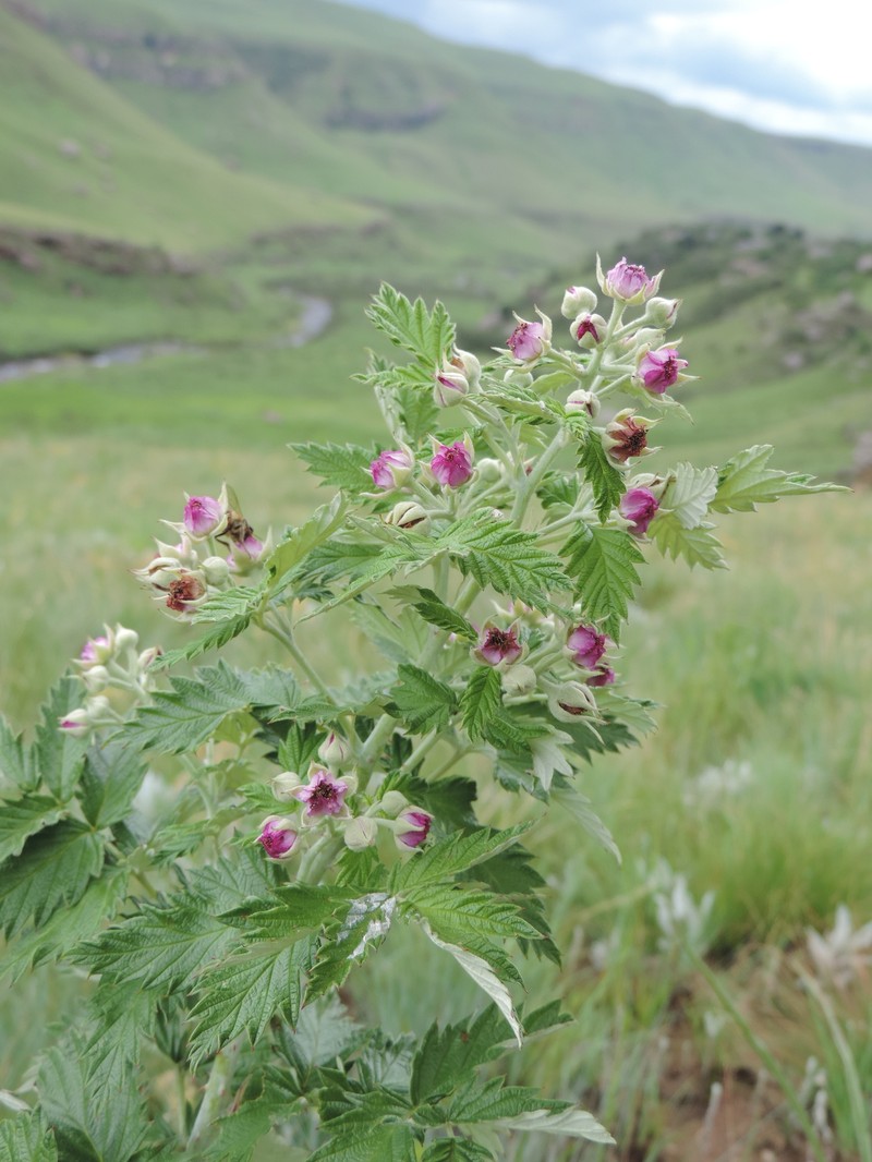 Rubus ludwigii subsp. ludwigii photo 5