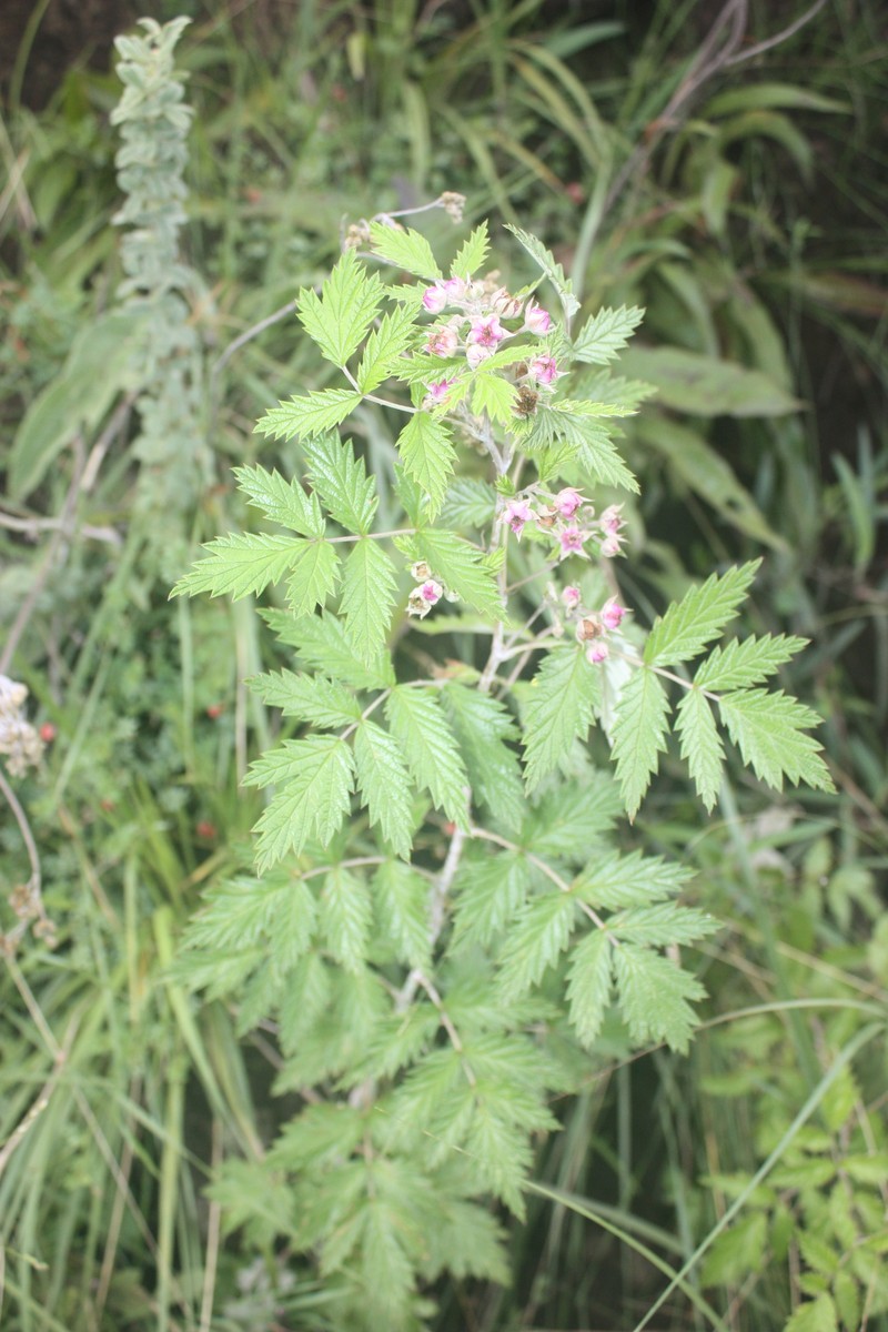Rubus ludwigii subsp. ludwigii photo 6