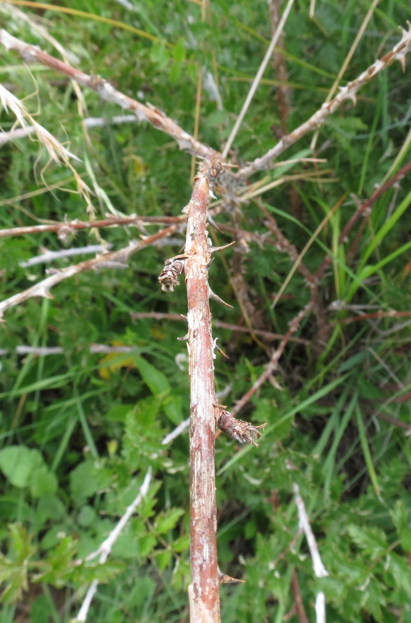 Rubus ludwigii subsp. ludwigii photo 7