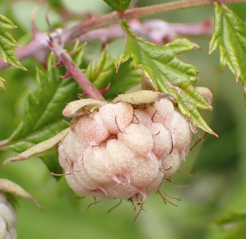Rubus ludwigii subsp. spatiosus