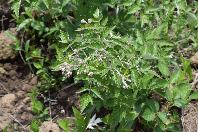 Rubus ludwigii subsp. spatiosus photo 2