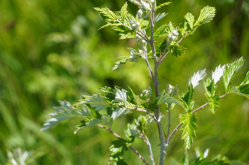 Rubus ludwigii subsp. spatiosus photo 3