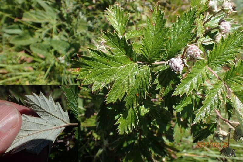 Rubus ludwigii subsp. spatiosus photo 4