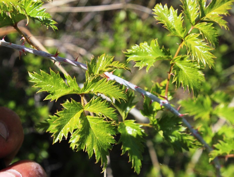 Rubus ludwigii subsp. spatiosus photo 5