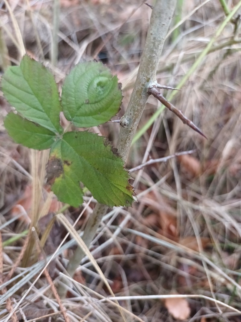 Rubus luminosus