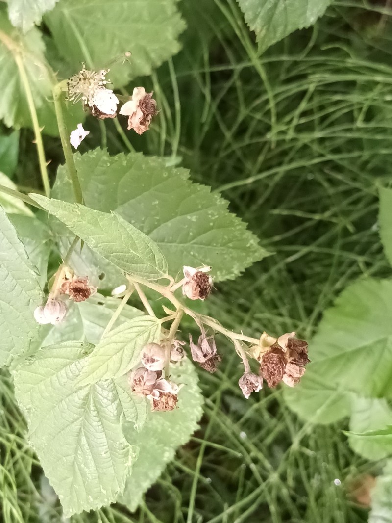 Rubus luminosus photo 2