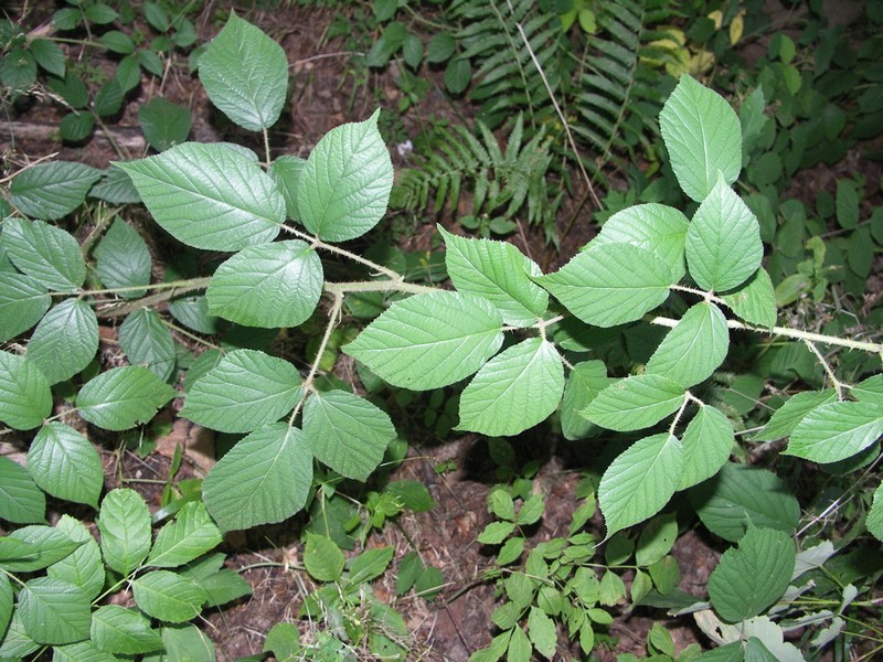 Rubus lusaticus photo 2