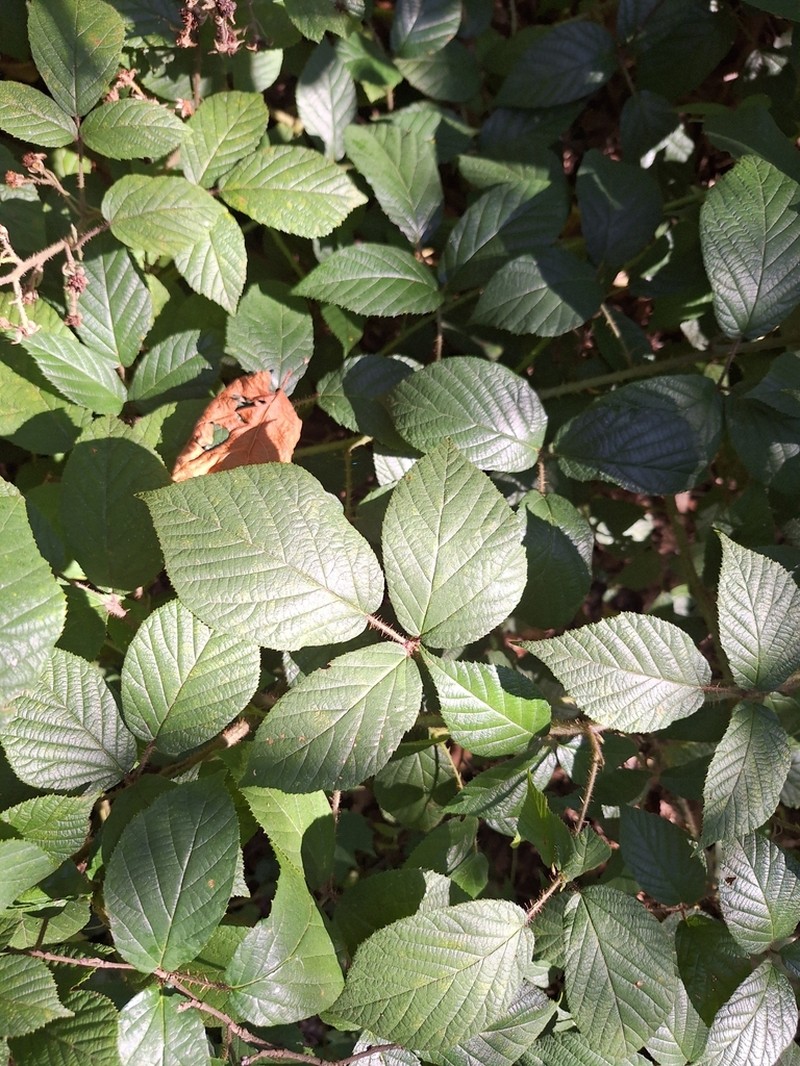 Rubus lusaticus photo 3