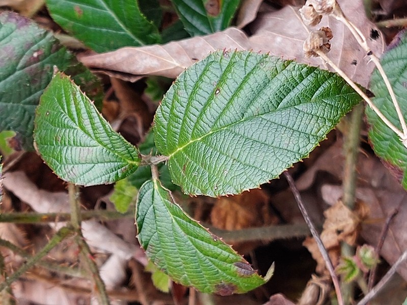 Rubus lusaticus photo 4