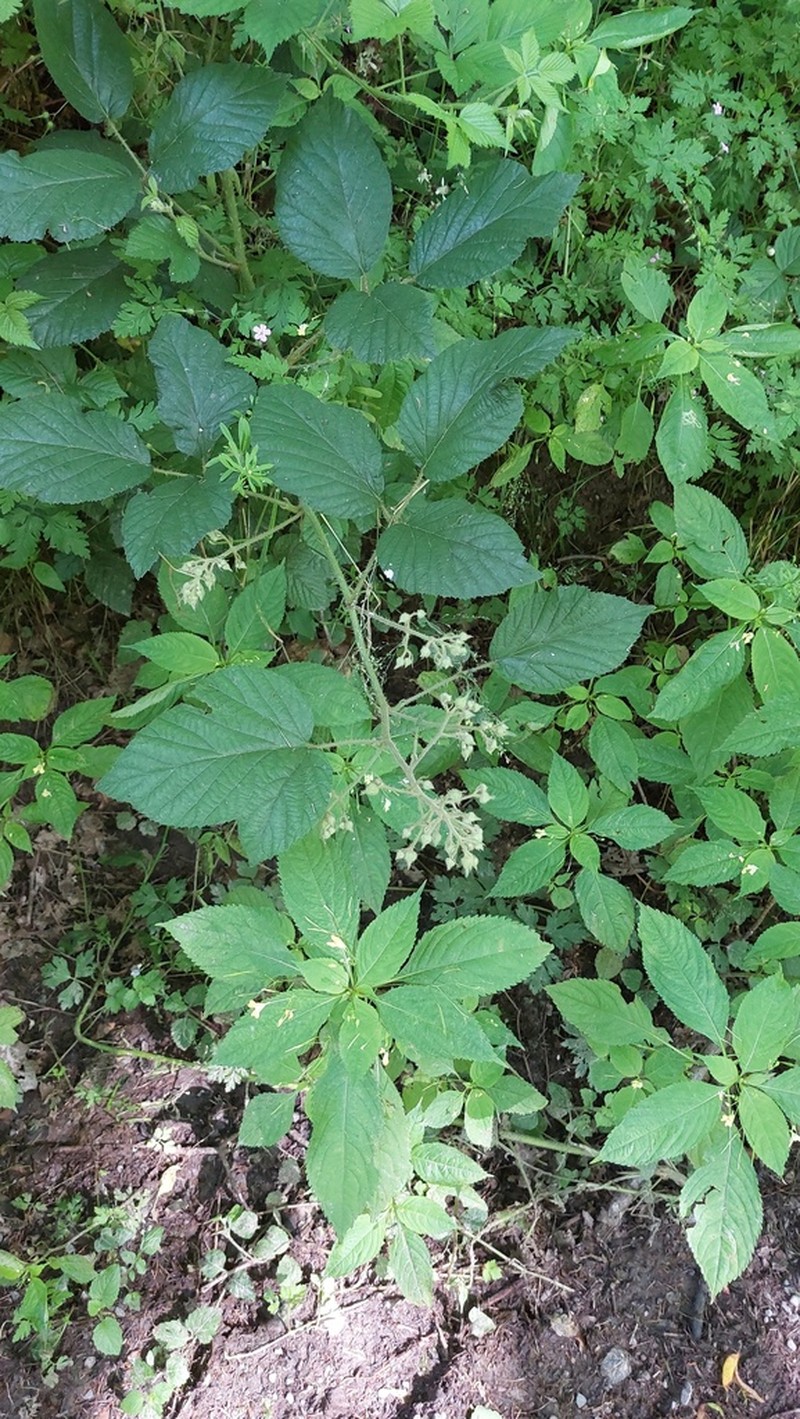 Rubus lusaticus photo 5