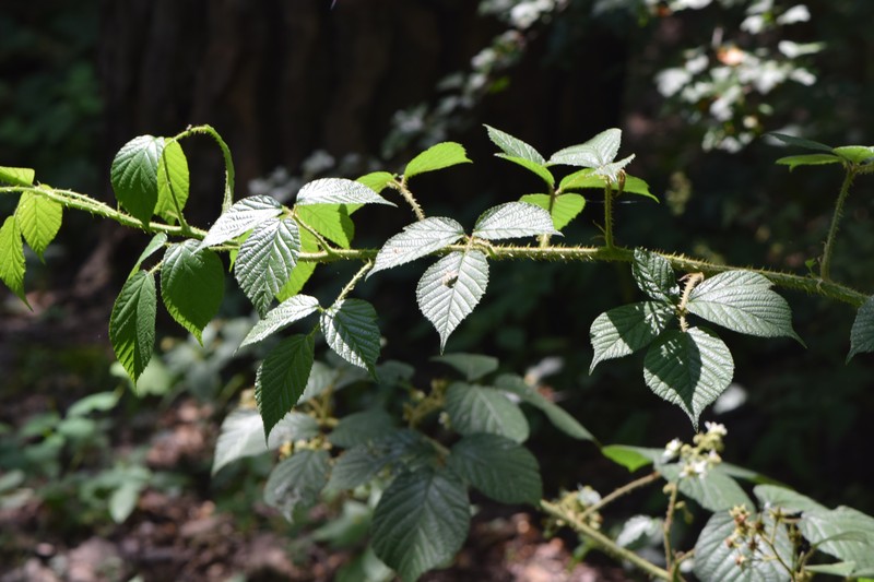 Rubus lusaticus