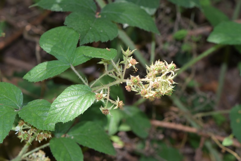 Rubus lusaticus photo 6