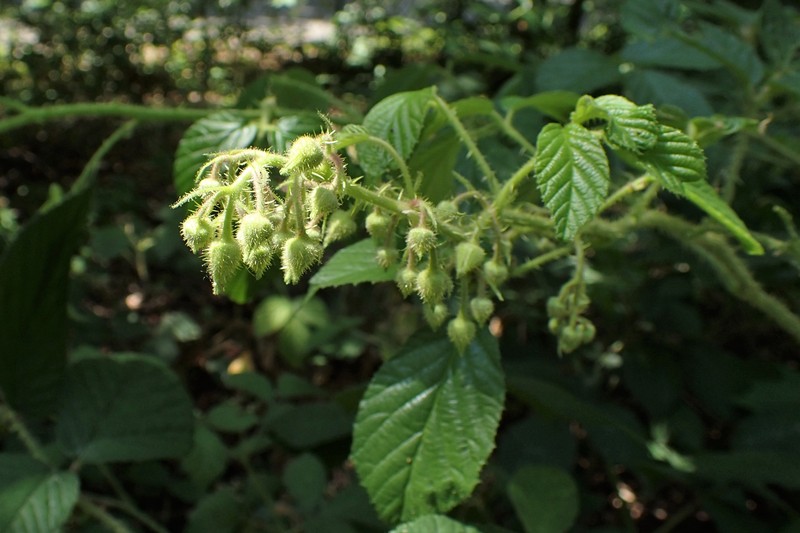 Rubus lusaticus photo 7