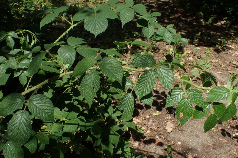 Rubus lusaticus photo 8