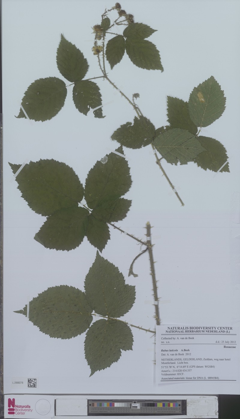 Rubus luticola