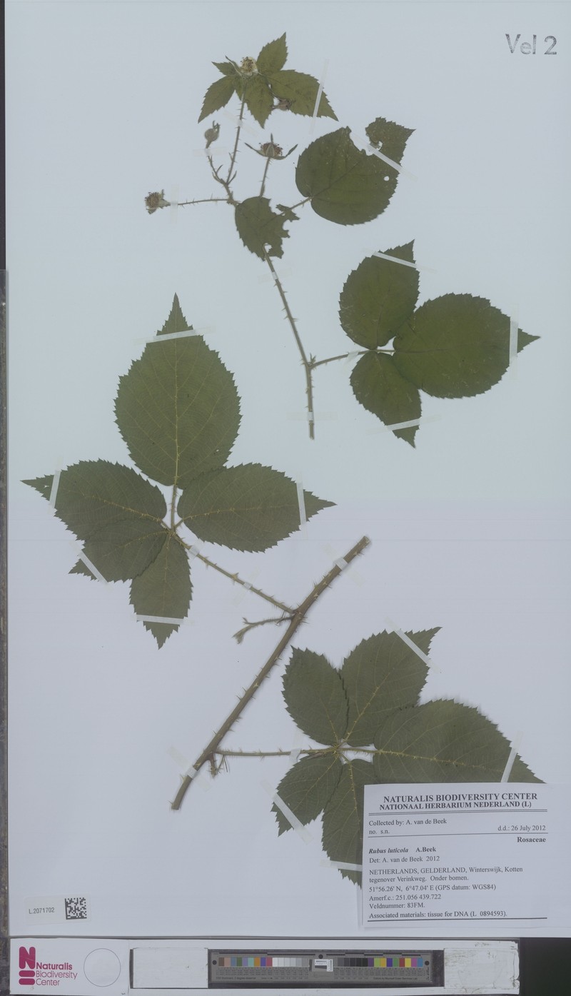 Rubus luticola photo 2