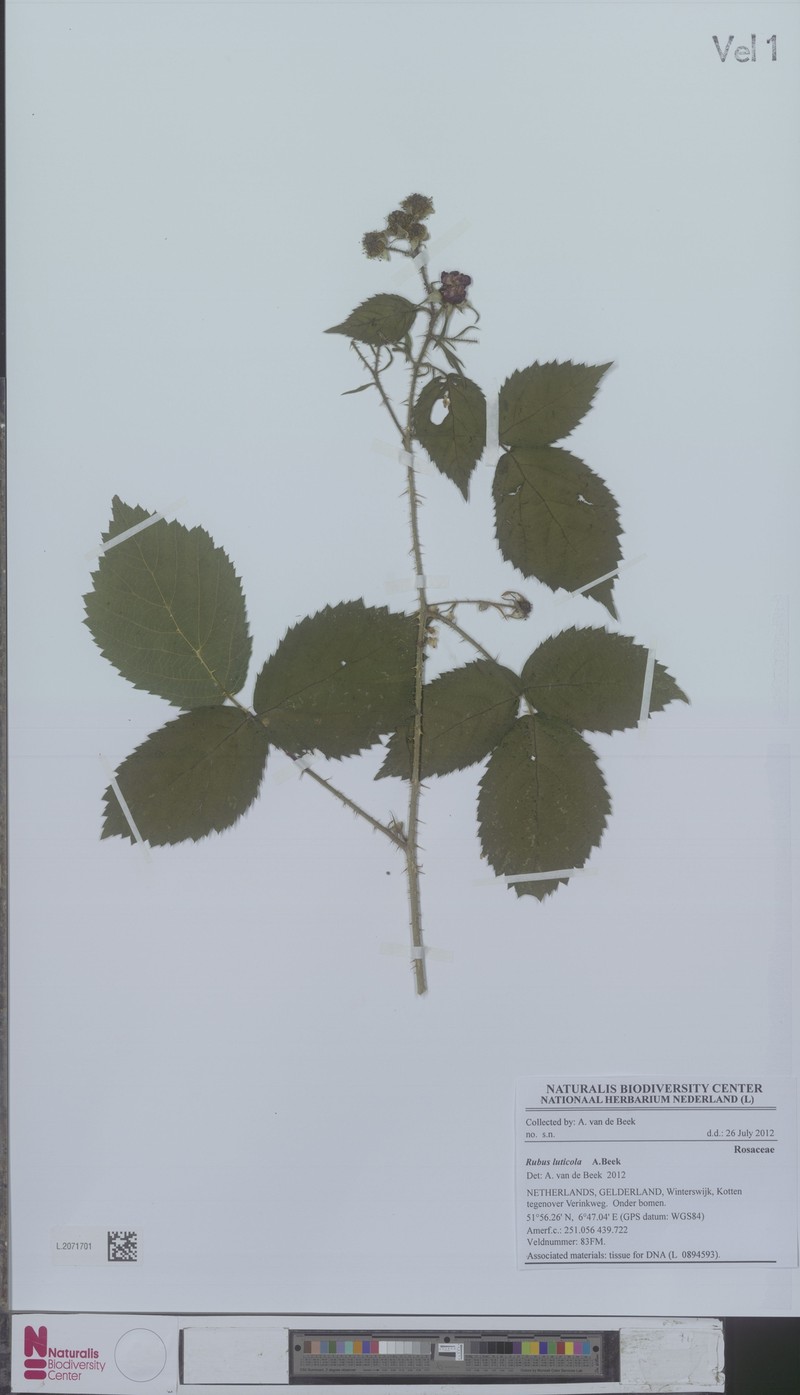 Rubus luticola photo 3