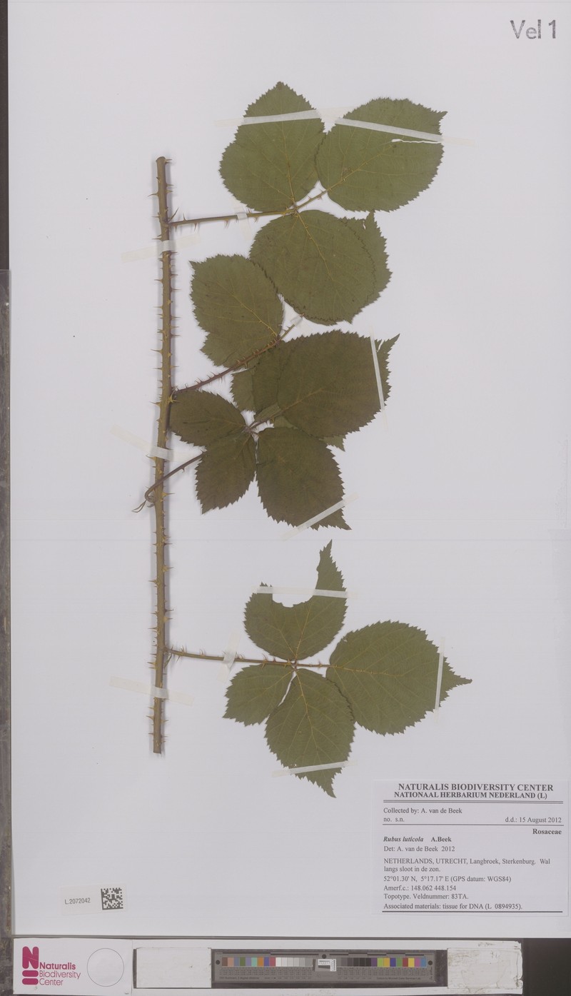 Rubus luticola photo 4