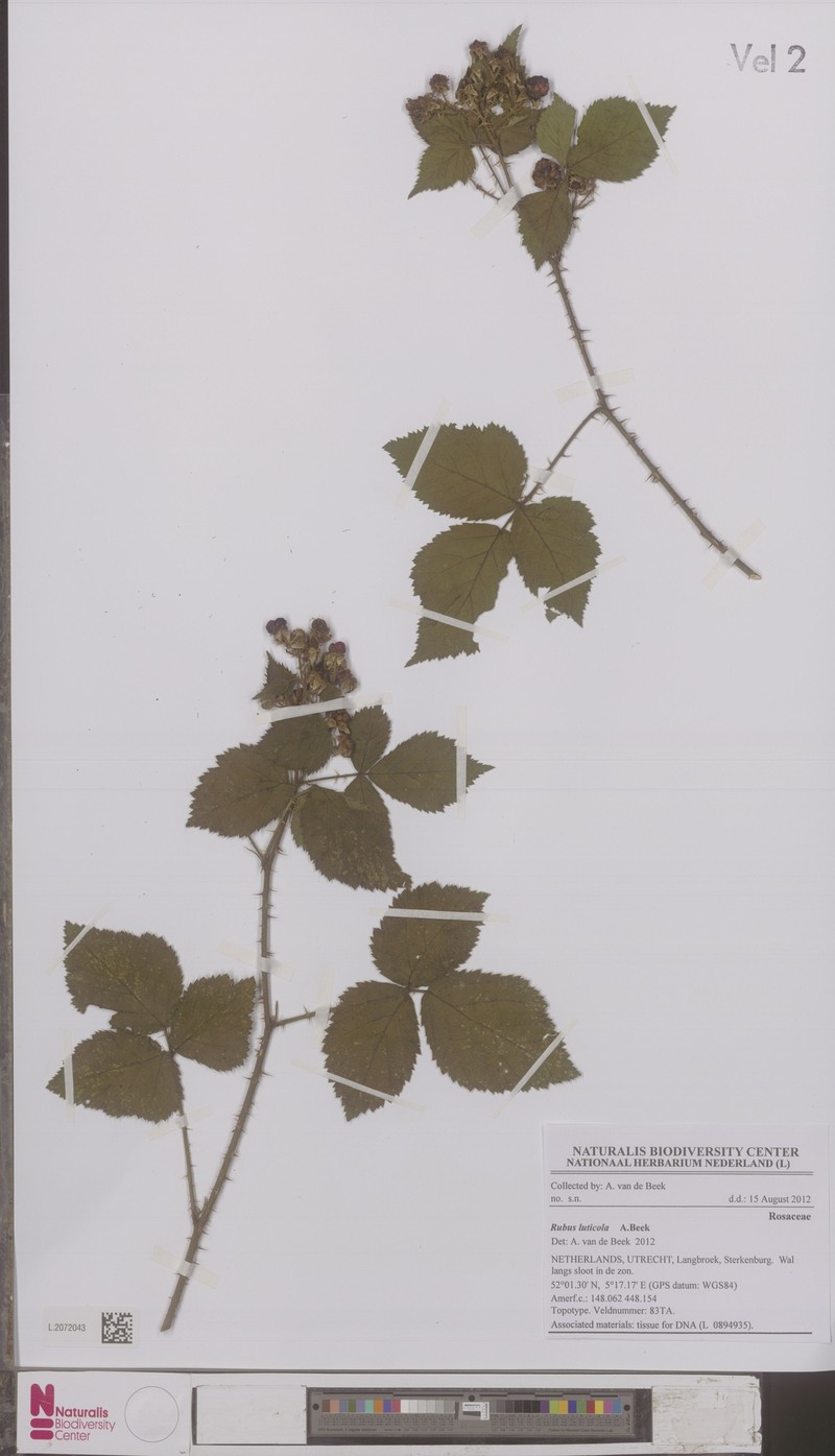 Rubus luticola photo 5