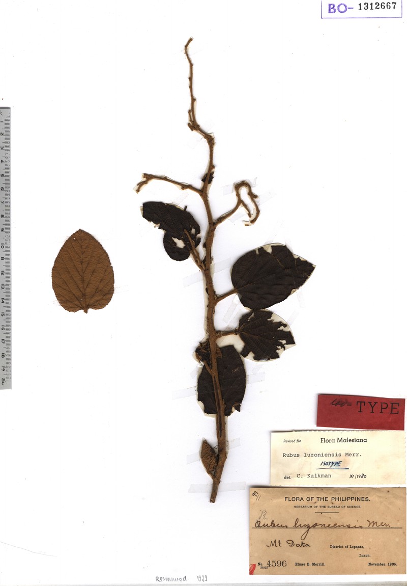 Rubus luzoniensis